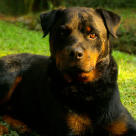 Schuppen beim Hund