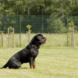 Hund rutscht auf Hintern
