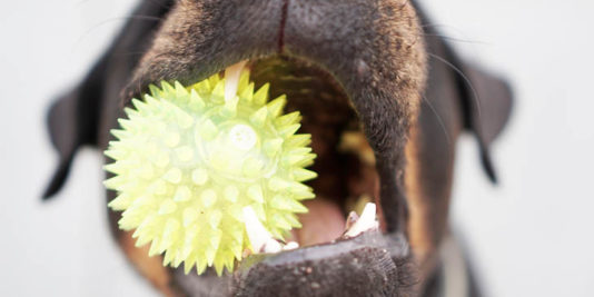 Spielzeug für große Hunde